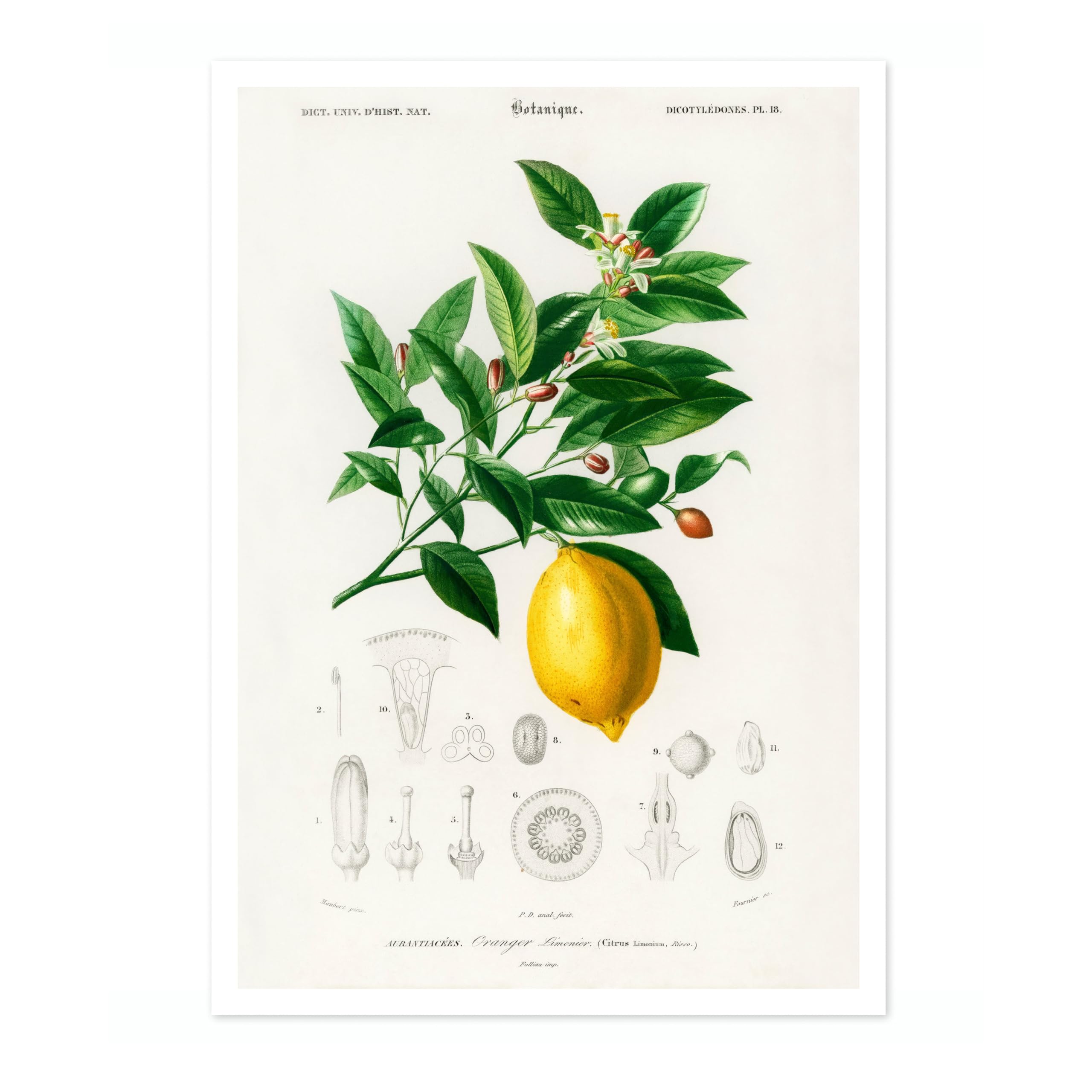 Animato Lemon Charles Dessalines D'Orbigny Poster, Vintage Botanical Prints, Encyclopedia Retro Wall Art Home Decor, Archival Matte, A3 (Print Only) - 42x29.7cm โ image 1