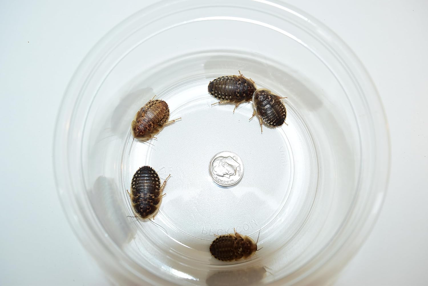 Generic 250 Large (~3/4in) Dubia Roaches for Reptiles, Amphibians, Arachnids