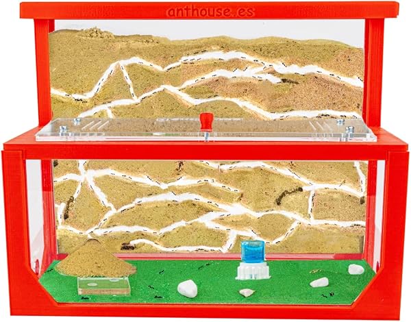 AntHouse - Formicaio Naturale di Sabbia 3D Rosso | Kit L (Sandwich + Cassa di Foraggiamento) | Formiche Incluse con Regina - 1