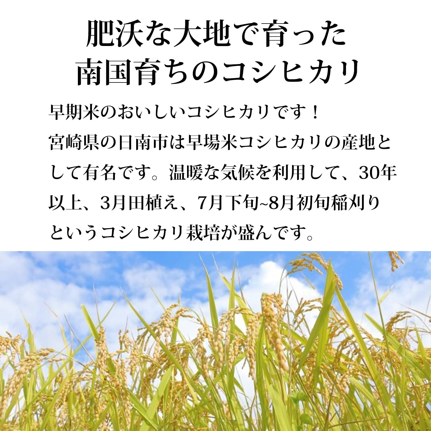 Amazon.co.jp: コシヒカリ 令和7年産 宮崎産 (玄米のまま 5kg) : 食品 