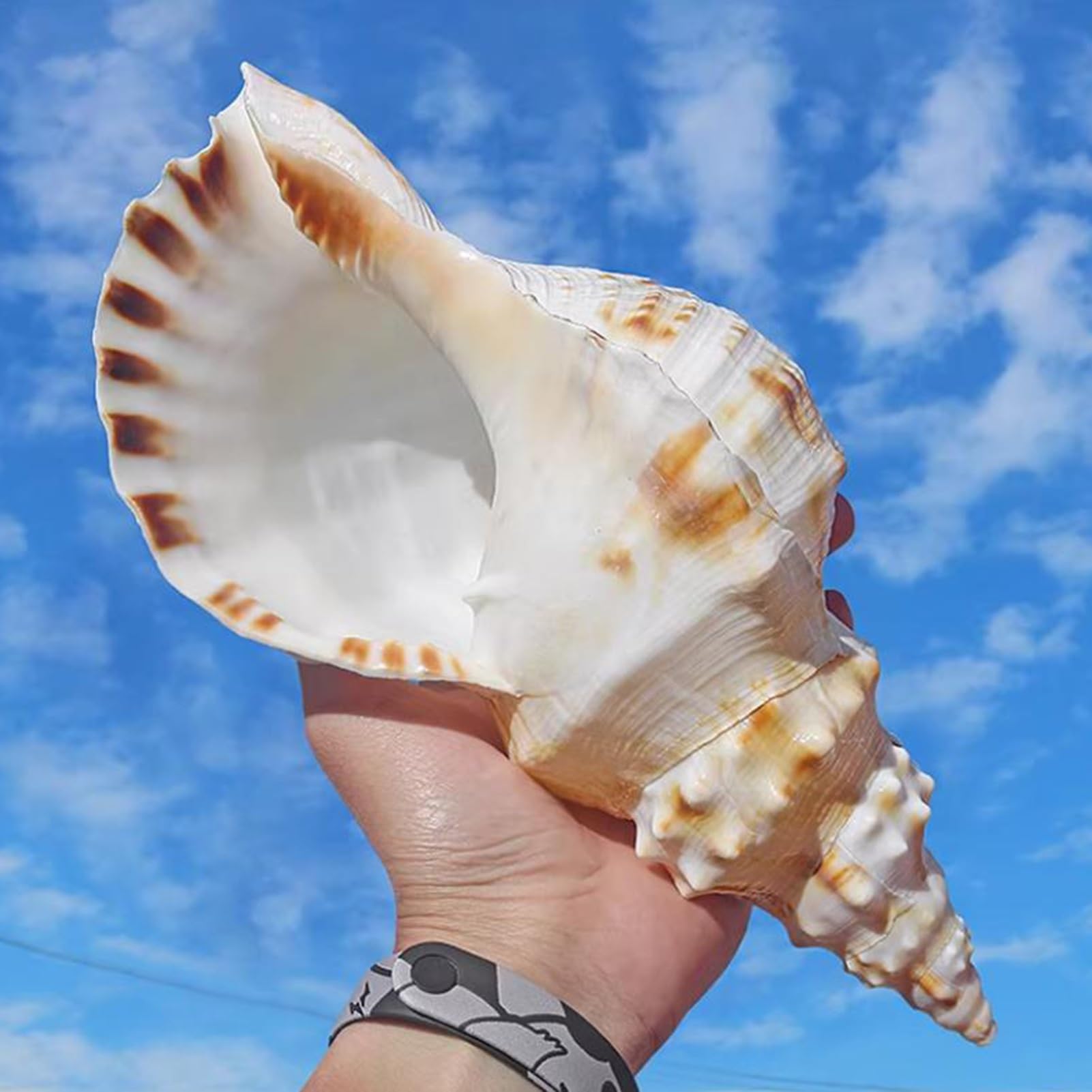 Grande conchiglia decorativa per la casa, decorazione per acquario, collezionista fai da te per vasi, accessorio a tema spiaggia per matrimoni