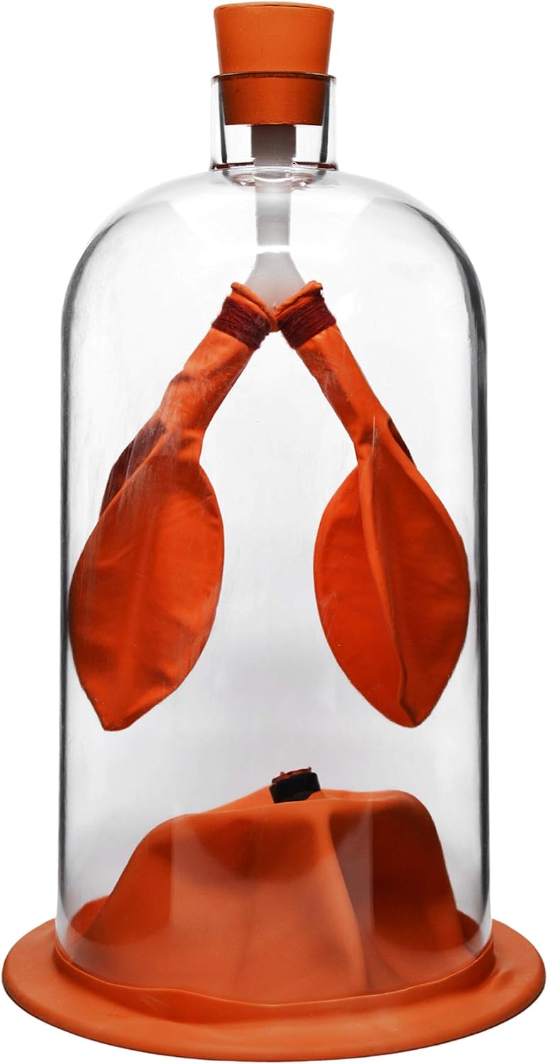 EISCO Lung Function Demonstration Model, 13 Inch - Rubber & Plastic - Shows Lung & Diaphragm Air Flow & Muscle Function