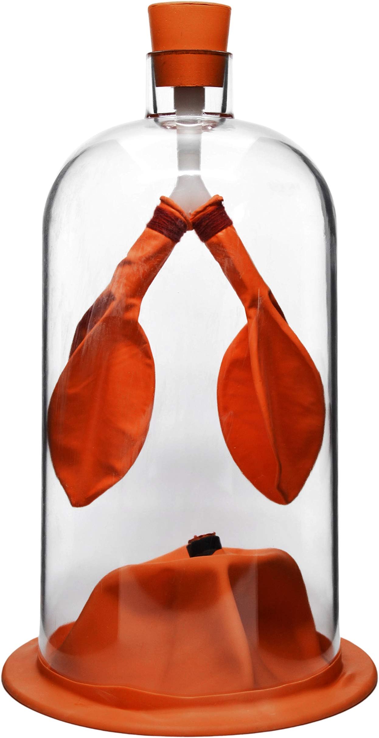 EISCO Lung Function Demonstration Model, 13 Inch - Rubber & Plastic - Shows Lung & Diaphragm Air Flow & Muscle Function