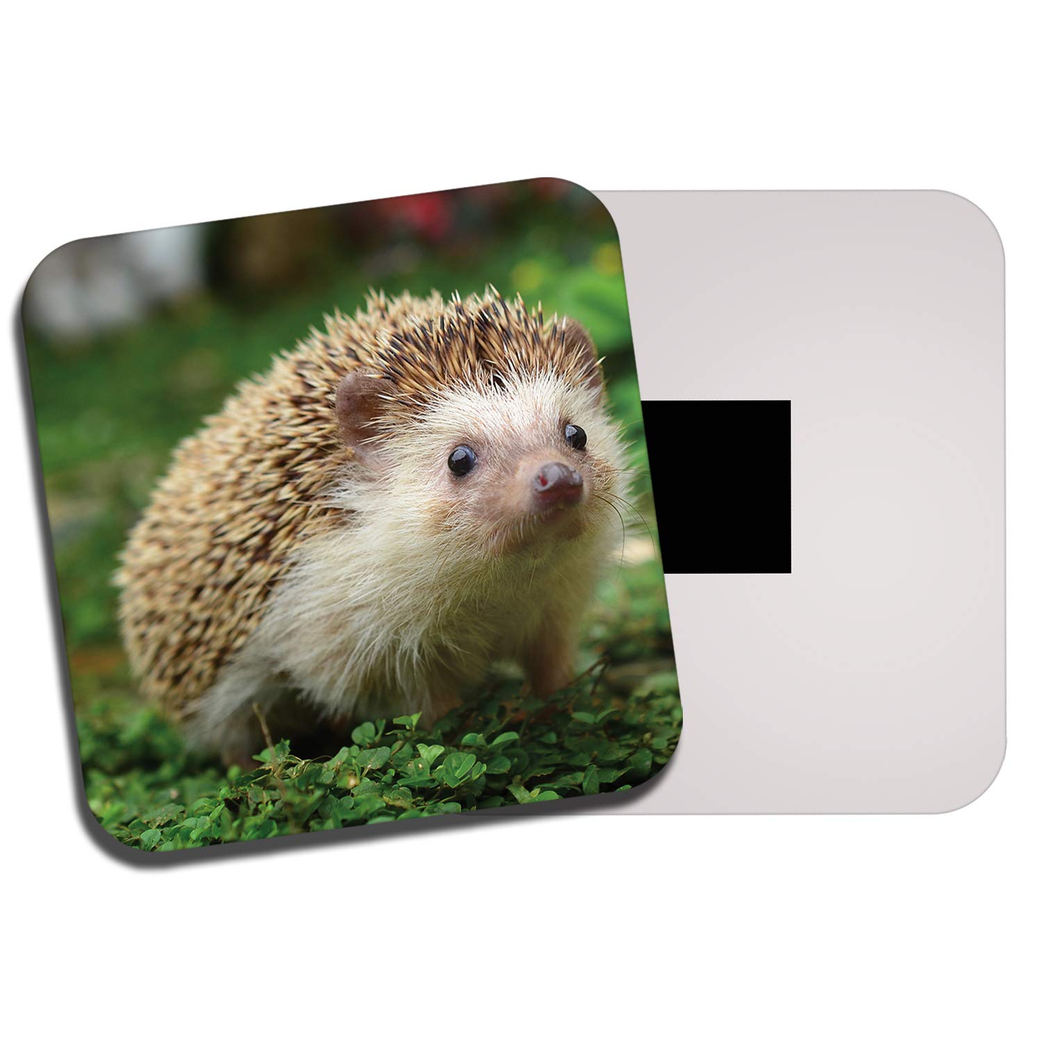 DestinationVinyl 1 x Cute Hedgehog Fridge Magnet - Wildlife Nature Wild Garden Animal 8205