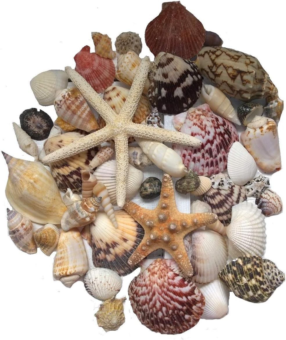 MaxJam Assorted Mixed Seashells Set of 50 with 2 Starfish and Scallops Quality Shells