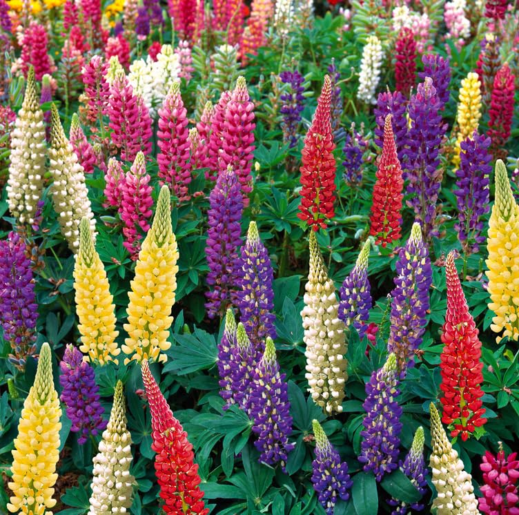 Lupin ‘Legendary Hybrids Mix’ 3 x 9cm Pot Plants – Hardy Perennial – Vibrant Mixed Colour Flower Spikes – Compact Cottage Garden Favourite for Borders & Containers by Thompson & Morgan