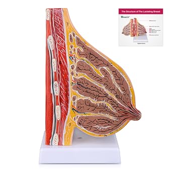 Ultrassist Lactating Breast Model, Sagittal Section | Numbered anatomy, study card, PVC structure, for breast education and demonstrations