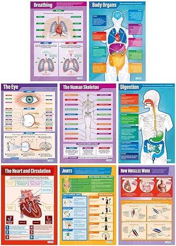 Daydream Education Carteles de ciencia de anatomía elemental – Juego de 8 – Extra grandes 33 x 23.5 pulgadas – Laminado – Decoración STEM para aula