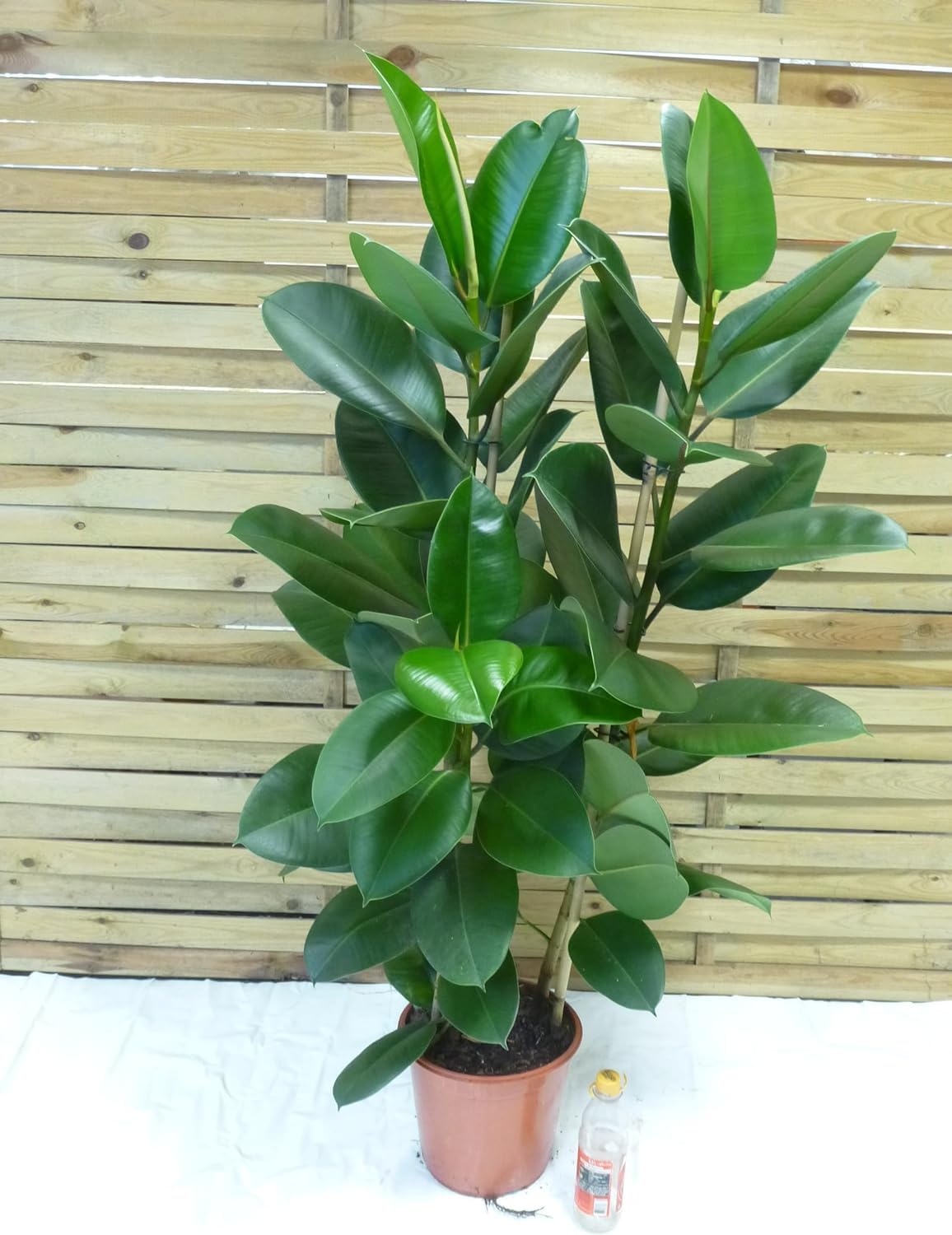 kirschlorbeer genolia 100-125 Kirschlorbeer 'Genolia' kaufen – kompakte Hecke main image 1