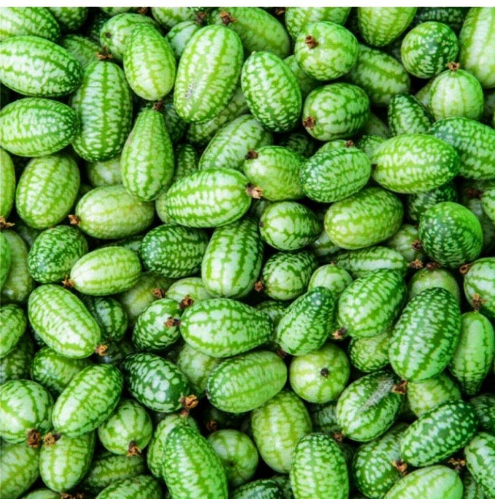 30pc Mini cucamelon red Watermelon Miniature Seeds