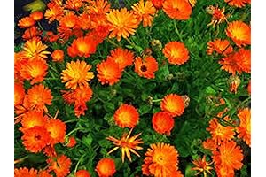 Seed Deals Calendula - Beautiful Vivid Golden Blooms