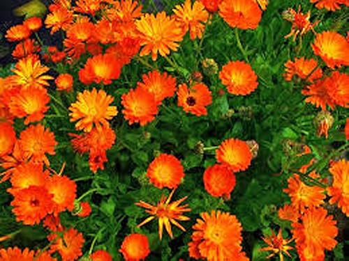 Miniatura 4 de Caléndula 100 semillas de flores recién cosechadas, hermosas flores doradas vívidas