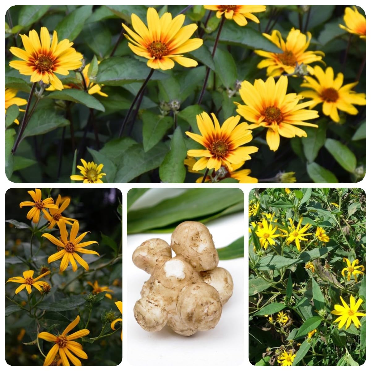 80 Stcke Topinambur Samen bio gartendeko fr drauen (Helianthus  tuberosus) winterharte pflanzen fr garten gemsesamen, bonsai samen  pflanzen balkon, saatgut gemse balkon gemse, : Amazon.de: Garten