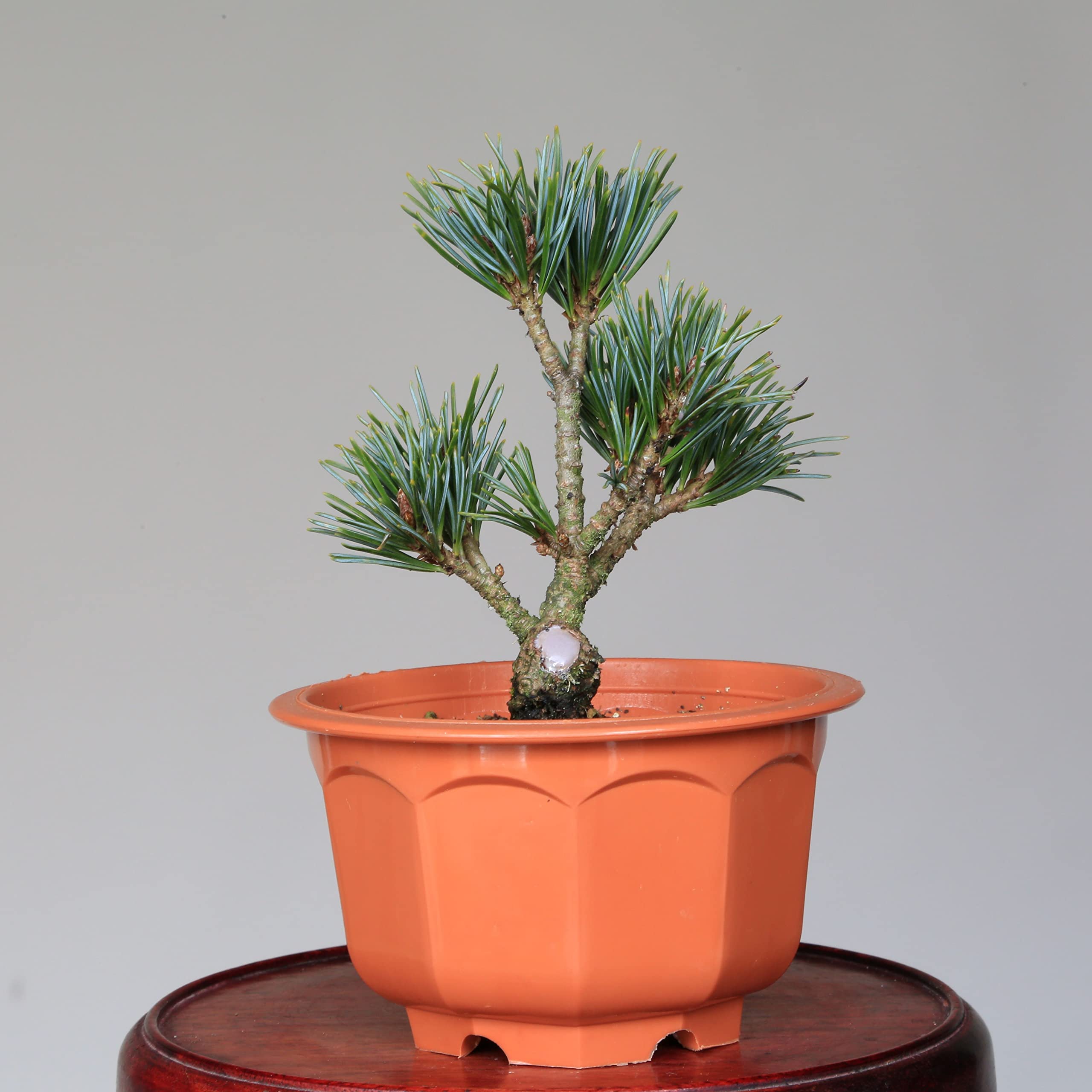 Amazon.co.jp: 吾妻五葉松『宝来』ミニ盆栽・素材【泰寿園 Online