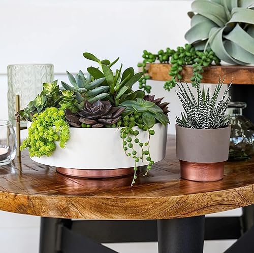 Miniatura 3 de The HC Companies Sprite Mini maceta para suculentas de 2.5 pulgadas, maceta pequeña de plástico con drenaje para plantas de interior, color gris