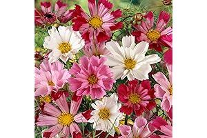 Outsidepride 250 Seeds Annual Cosmos Bipannatus Sea Shells Cut Flower Seed Mix for Planting