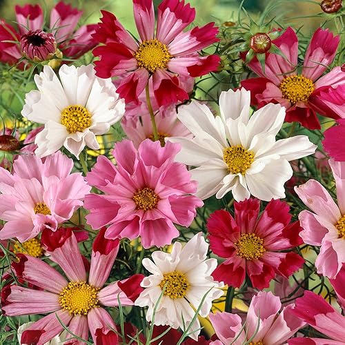 Miniatura 7 de Outsidepride 500 semillas anuales Cosmos Bipannatus Sea Shells Cut Flower Seed Mix para plantar