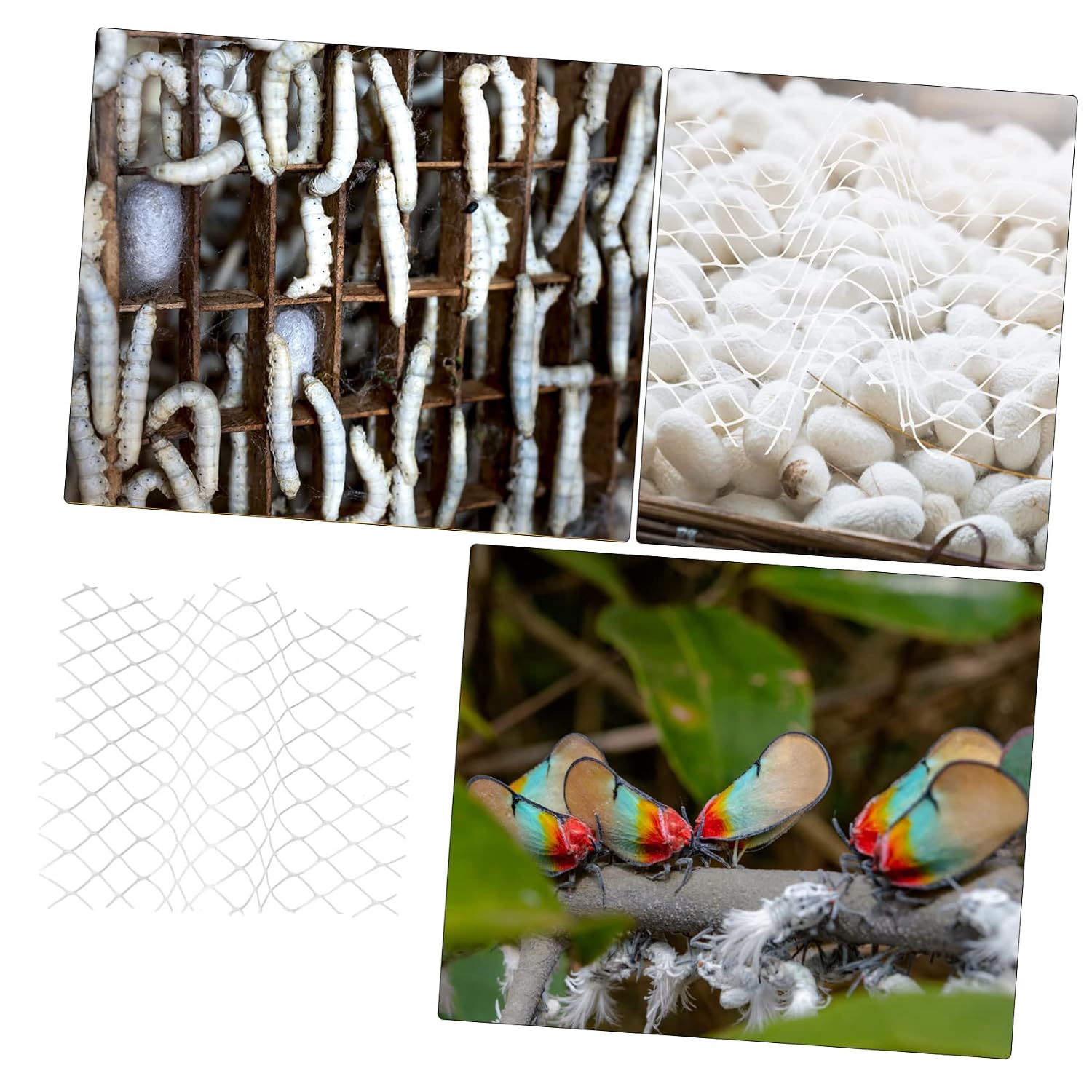 COLLBATH 6pcs Growing Insect Nets for Students Portable Sericulture Netting Simple and Easy to Use for Classroom or Home Use