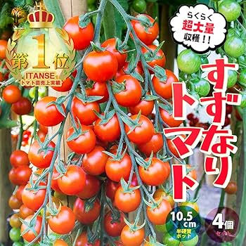 珍しいトマトとなすの苗7本セット 大人気！お買い得！野菜苗お楽しみバラエティーセット【野菜苗9
