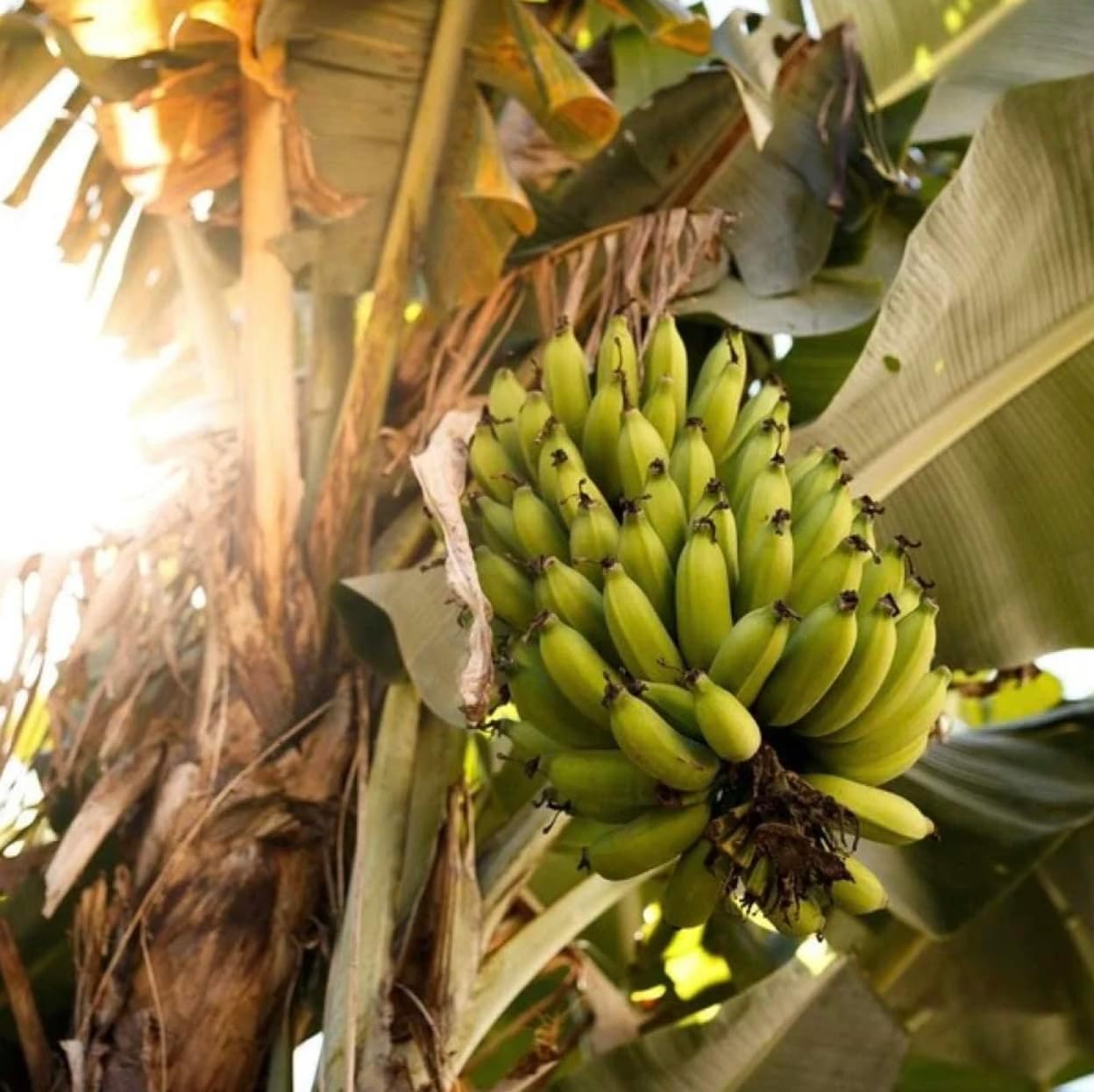 Grand Nain Banana Starter Plant - Live Banana Tree - 4-6 inches Tall (Grand Nain)