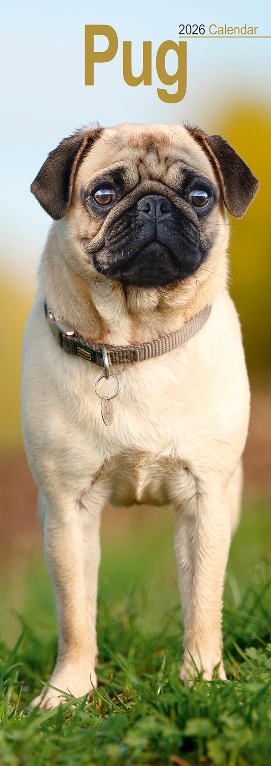 Pug Slim 2026 Calendar | Slimline Dog Breed Gift 20% OFF MULTI ORDERS