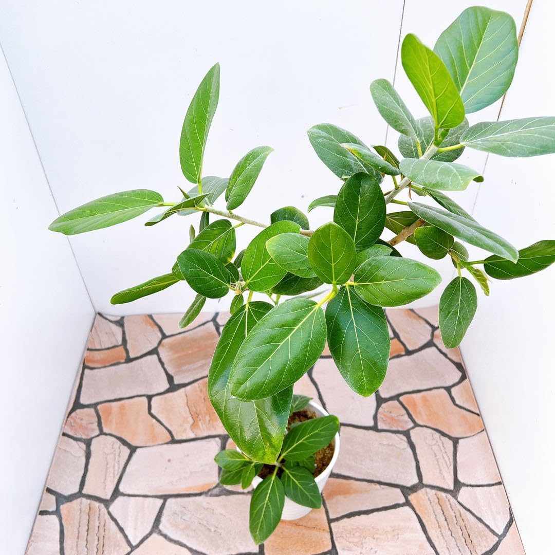 フィカス ゴムの木 ベンガレンシス 曲がり 14番 インテリアグリーン フィカス ゴムの木 ベンガレンシス 曲がり 14番 インテリアグリーン