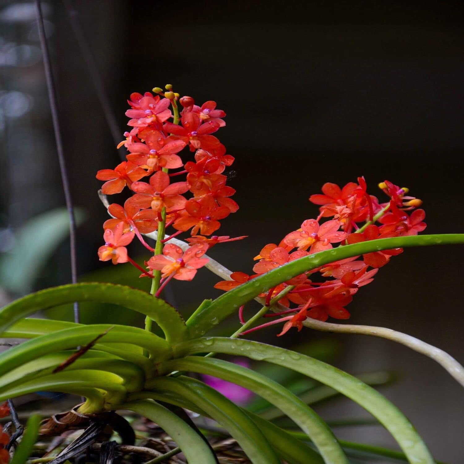 Red Loose Live Orchids Colorful Plant Garden Flowers 3 to