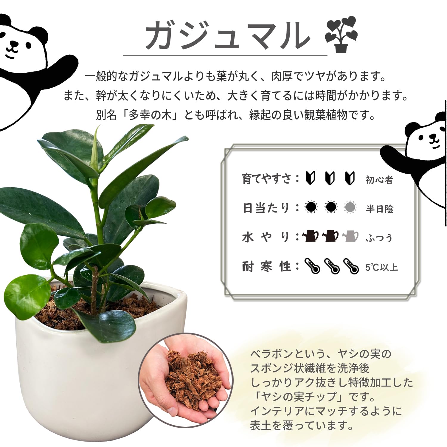 Amazon｜花のギフト社 ガジュマル がじゅまる ガジュマルの木 観葉植物