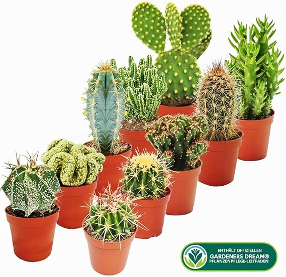 Cacti Collection – 10 x Different Cacti Varieties