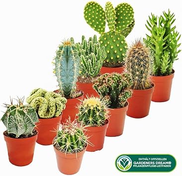 Cacti Collection – 10 x Different Cacti Varieties