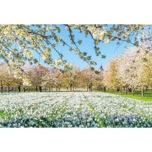 Yeele 10x8ft Spring Flowers Scenery Backdrop Garden Park Floral Field Meadow Flowers Trees Blossom Background for Photography Wedding Kids Newborn Baby Shower Photo Studio Props