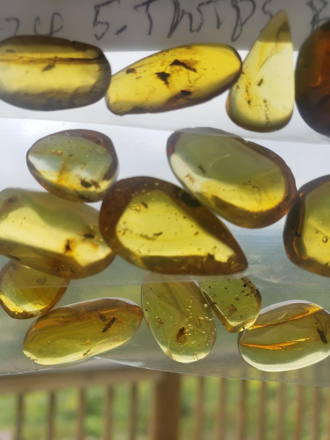 Generic Authentic Insects in Amber from Burma Dinosaur Age Fossils for Microscopy Homeschooling Study Collecting Burmese Amber