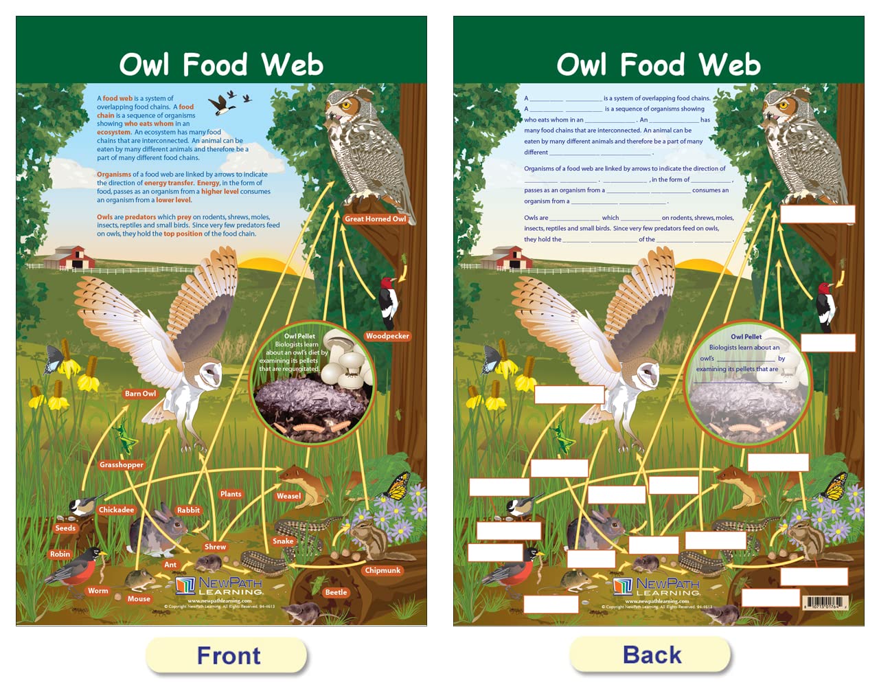 NewPath Learning Owls & Owl Pellets Bulletin Board Charts, Set/5 - Laminated, Double-Sided, Full-Color, 12" x 18" (94-7006)