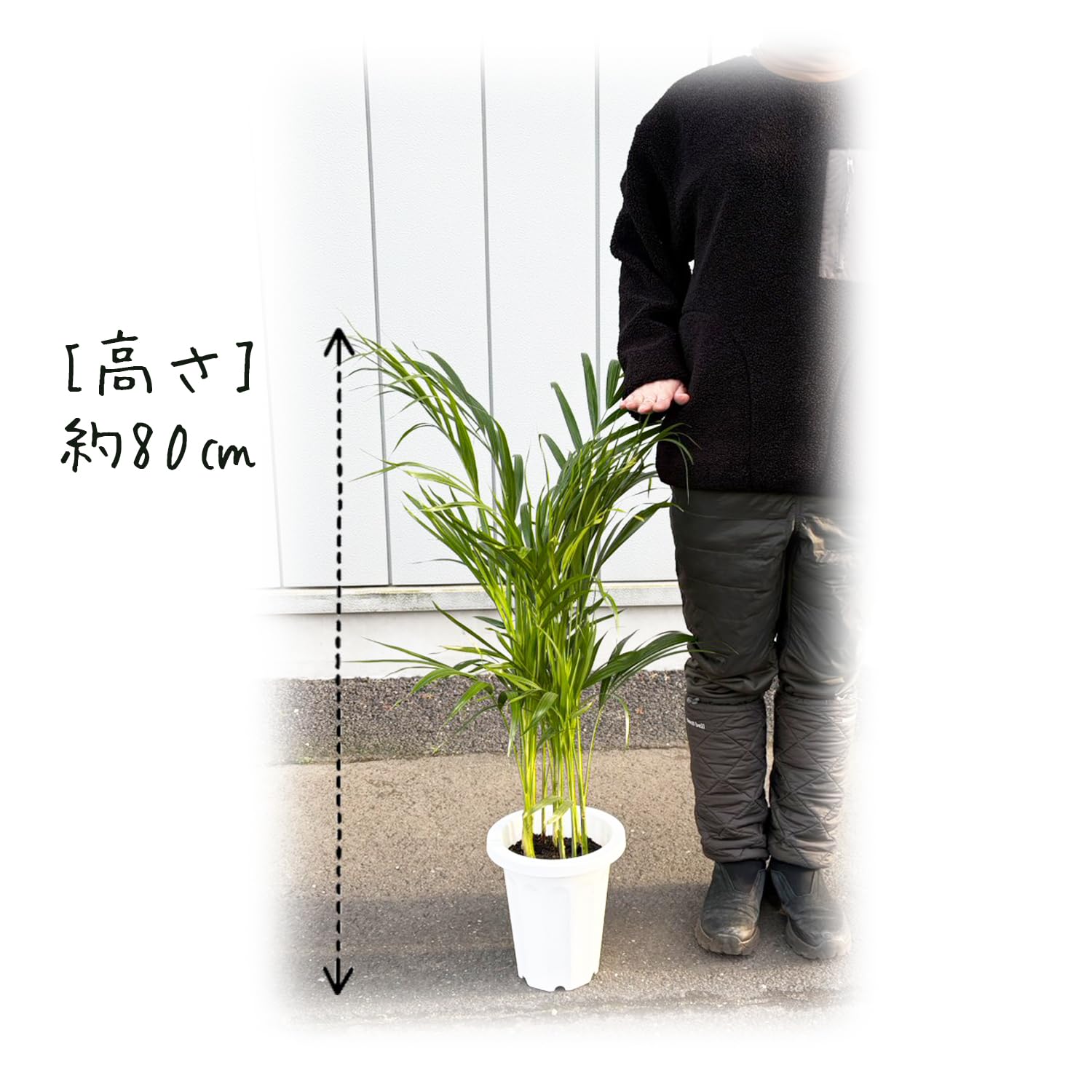 Amazon｜花のギフト社 アレカヤシ 観葉植物 本物 大型 ヤシ 7号 観葉
