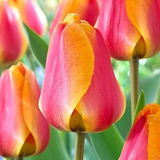 Garden State Bulb Darwin Hybrid Apeldoorn's Elite Tulip Flower Bulbs, 12/+ cm, Fall Planting (Bag of 25)
