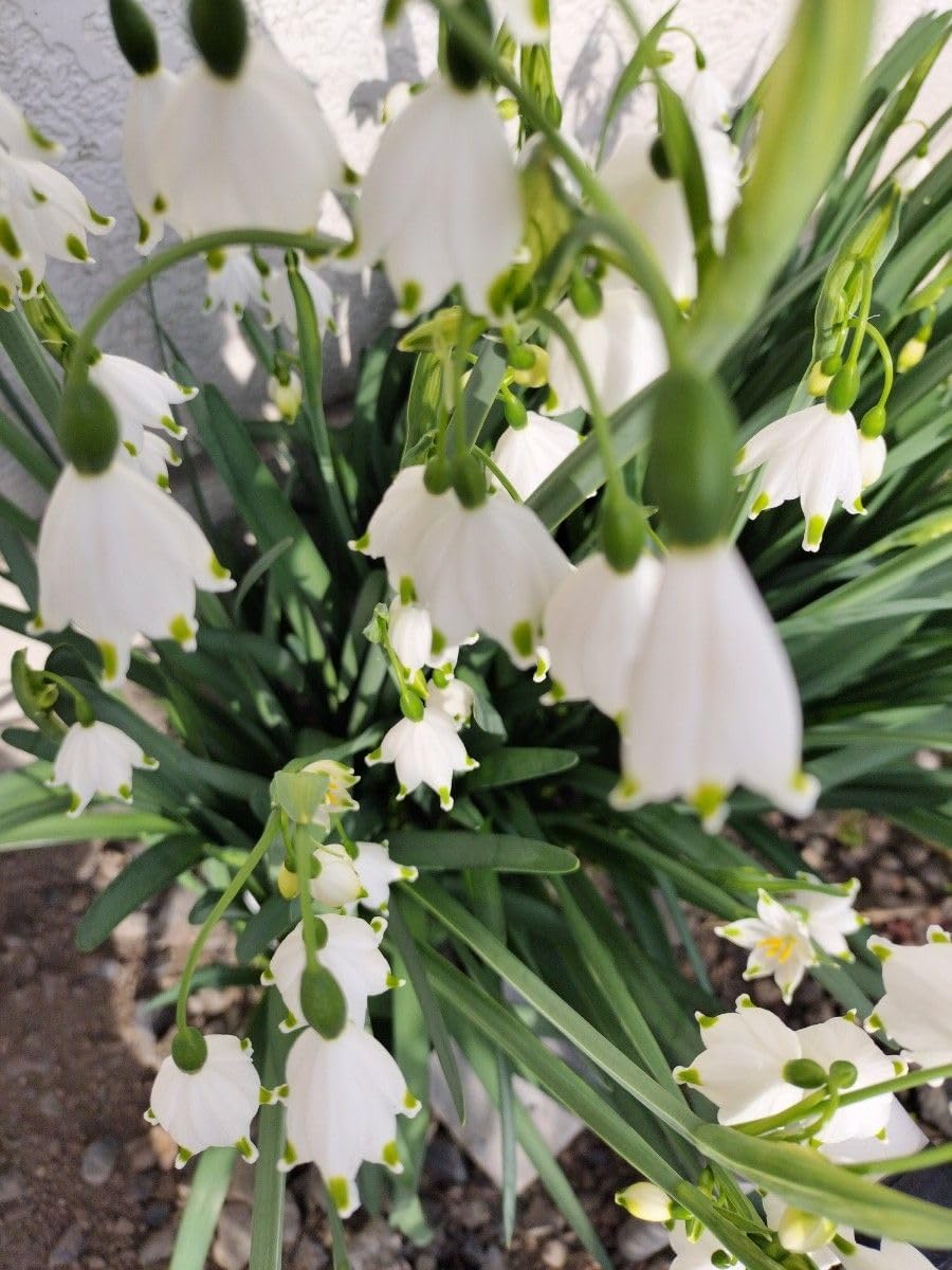 水仙 [スズラン咲き]球根15個程度 大玉5球 F スノーフレーク球根 鈴蘭