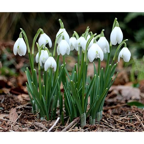 Snowdrops - Galanthus Nivalis - 15 Bulbs Per Pack