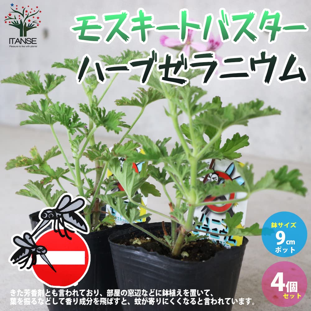 Amazon.co.jp: モスキートバスター・ハーブゼラニウム(蚊連草)9cm