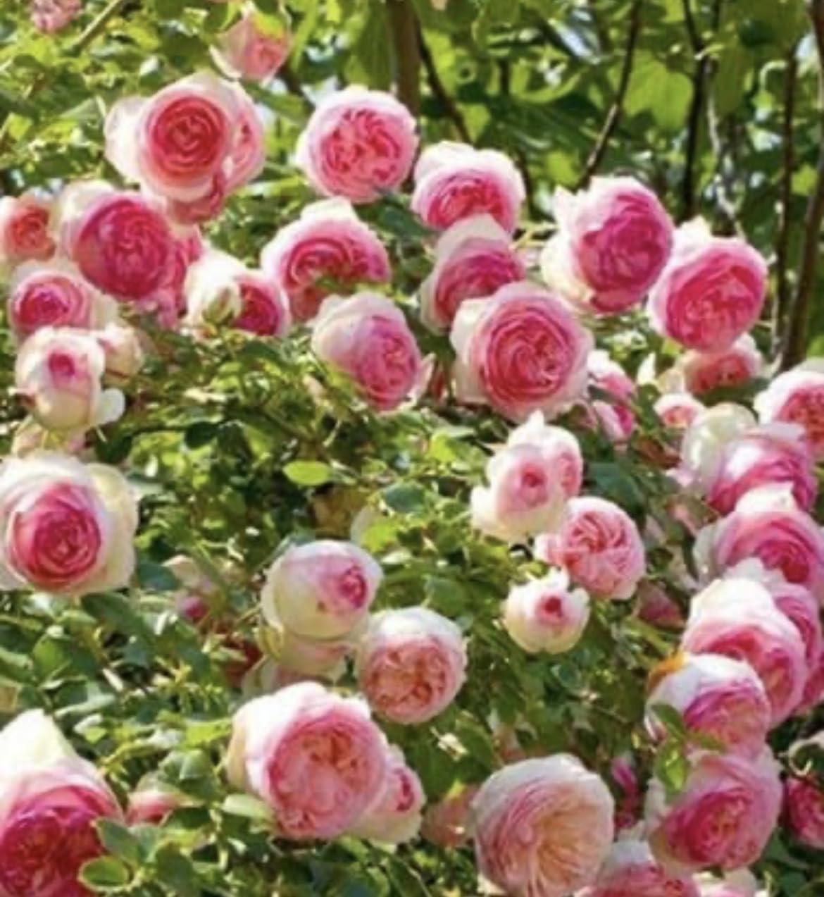 Rose Pierre de Ronsard 1 pot de 19 cm au choix de la couleur. Forte résistante, hauteur 120 m. Rosace parfaite fabriquée en Italie, soignée et sans poux, Terre de Romagne, où les plantes sont les plus