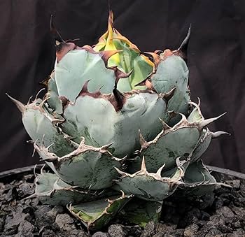 アガベ チタノタ 連棘 ブルー系 アガベ チタノタ ブルー連刺連棘/Agave titanota blue
