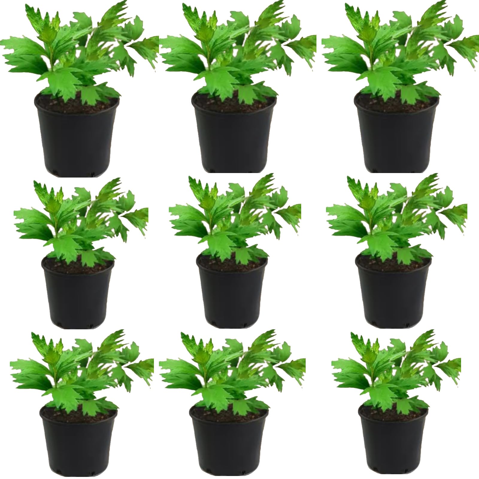 Amazon.co.jp: 天然ヨモギ苗 フーチバー 沖縄のヨモギ 6苗セット