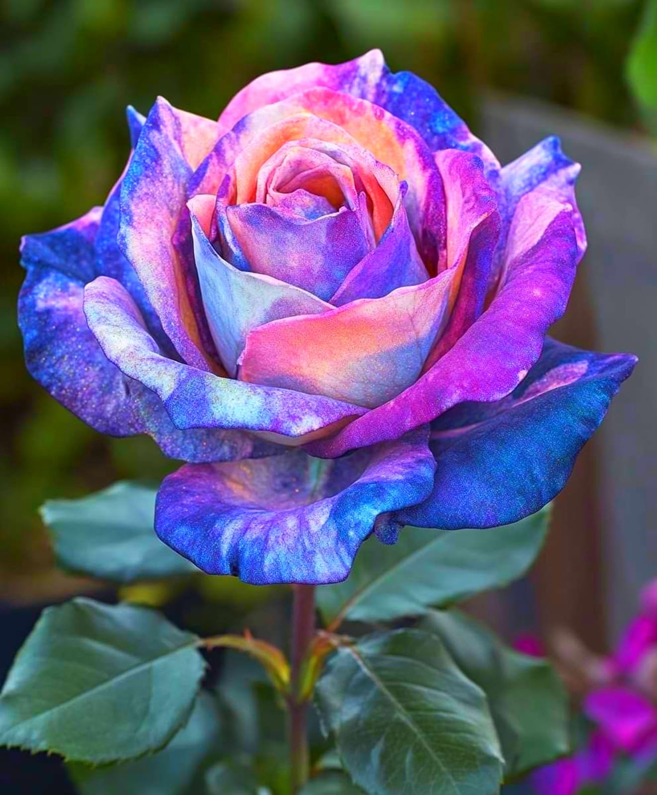 Rose Perennial Bulbs UK, Fragrant Flowers, Suitable for Garden Plants, Landscape Design, Indoor and Outdoor Potted Plants-4 Rhizome-F โ image 1