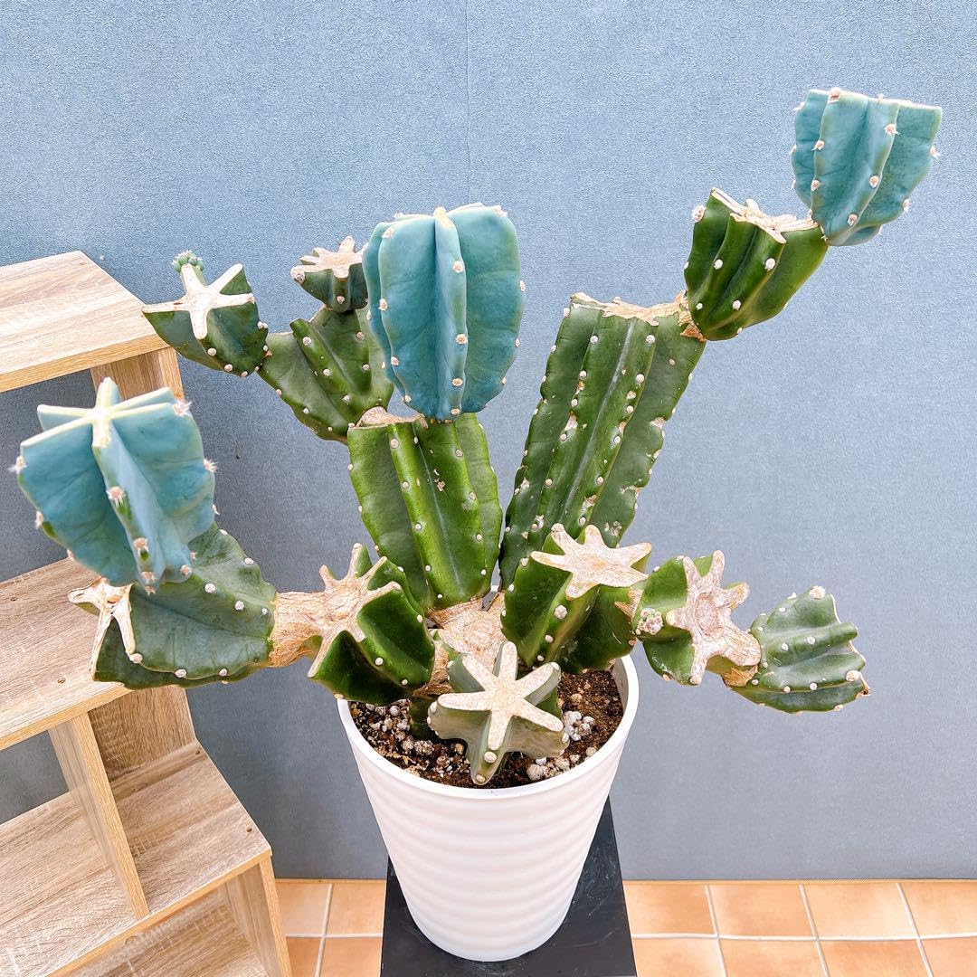 サボテン 柱サボテン ブランチ 鬼面角 92番 ドライガーデン 観葉植物