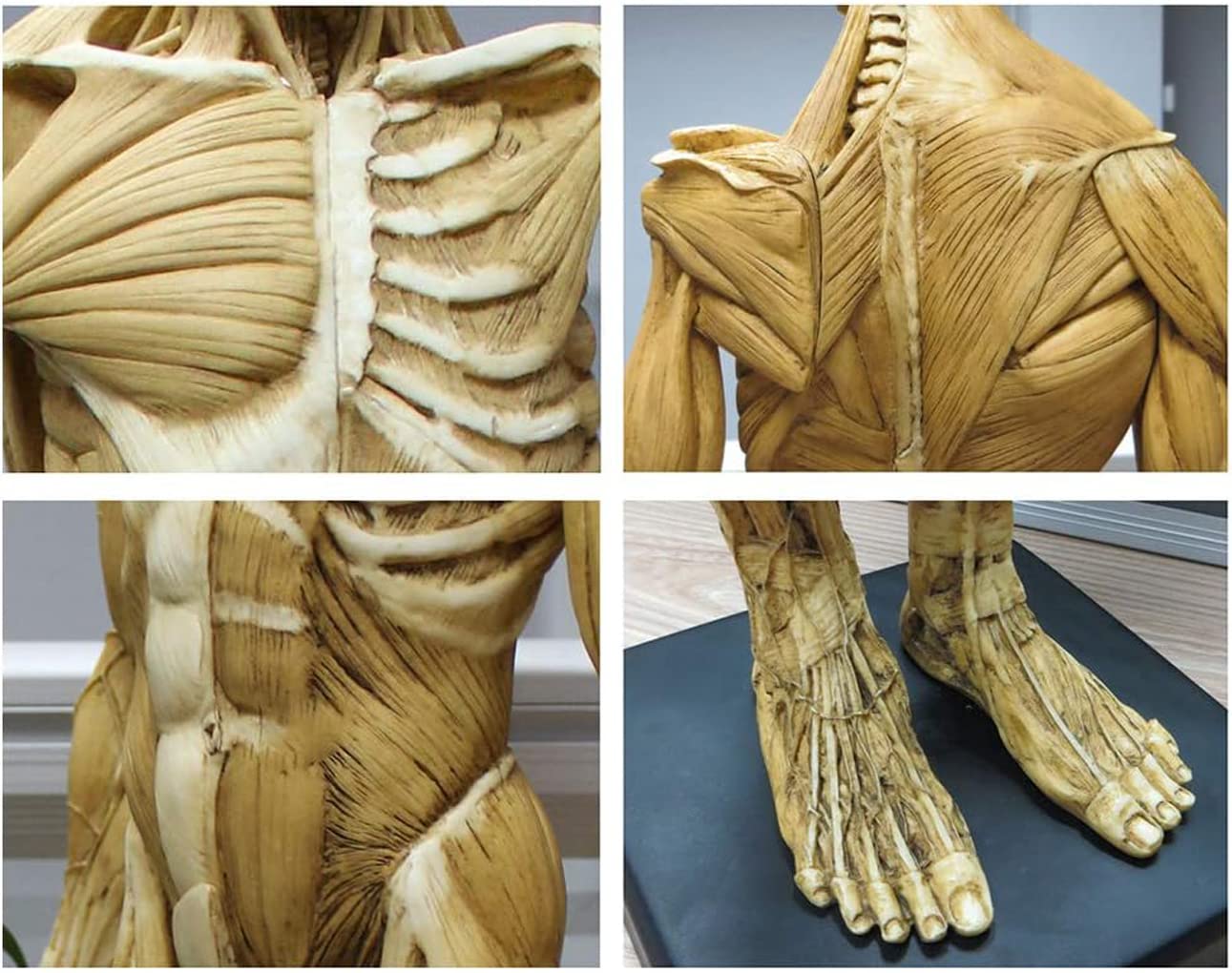 60 cm 23 cale ludzki męski model mięśniowo-szkieletowy anatomia człowieka figura sztuka ludzkie ciało mięśnie i szkielet anatomiczny model do szkoły nauki i nauczania żółty model szkieletu
