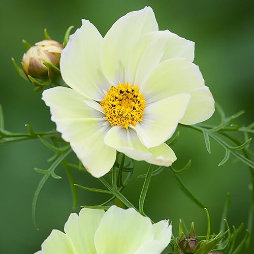 Miniatura 2 de QAUZUY GARDEN 1000 semillas amarillas de cosmos para plantar, hermosas flores de reliquia, fáciles de cultivar, crecimiento rápido, gran regalo de