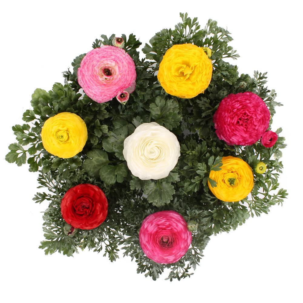 Andhagnai Greens Buttercup/Ranunculus Imported Healthy Flower Bulbs (Pack Of 5 Bulbs) (B0BR4CVJ2T) Amazon Price History, Amazon Price Tracker
