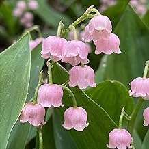 Pink Perennial Spring Flower (10 Roots/Bulbs), Large Holland Hardy Scented Perennials for Garden and Pot (Large Bulbs, No Seeds