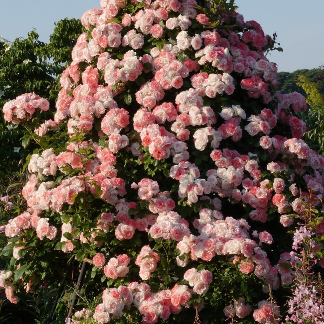 Pearly Gates Peachy Climbing Rose Live Plant, Can Grow As Rose Bushes Shrubs, Fragrant Ready to Plant, Starter Size, 5 to 10 Inc Tall, Dormant in Winter