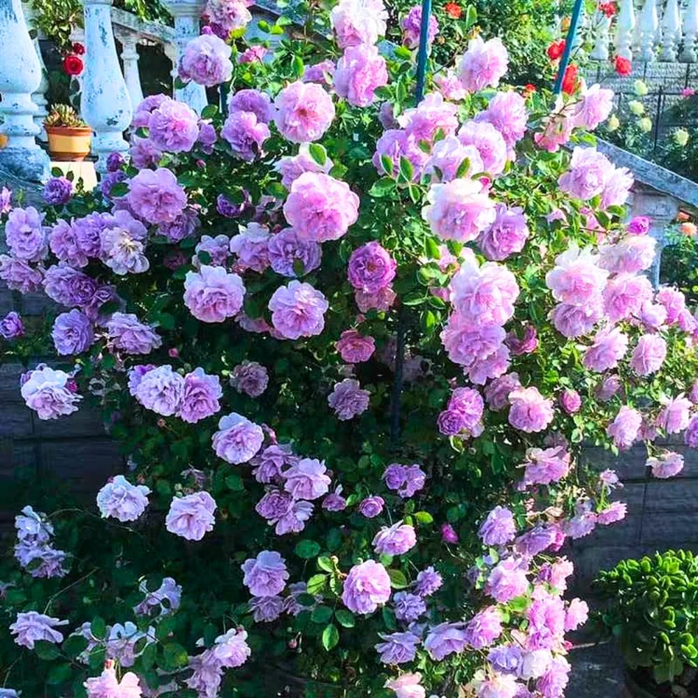 Rose Bush Live Plant, Fragrant Rose Plant Live for Planting, 5-10 Inch Tall, Ornamental Rose Flowers, No Pot (Light Purple Rose)