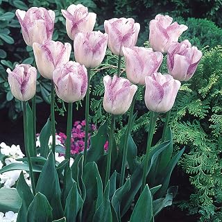20 x Tulips Bulbs -Tulip Shirley Bulbs -Tulip Bulbs for Gardens for Planting - Spring Flowering Bulbs - Ready to Plant Now - Autumn Planting Flowers Bulbs